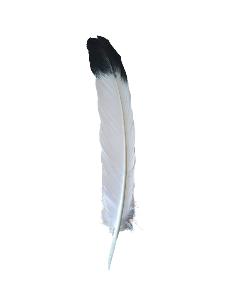 Federn - Adler, ca 30cm 20241023_170822